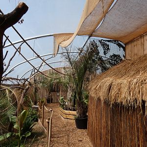 View of 'Wild Amazon'