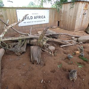 Meerkat enclosure in 'Wild Africa'
