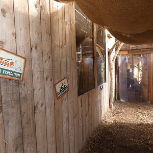Indoor Jaguarundi viewing area