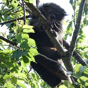 Palawan Binturong