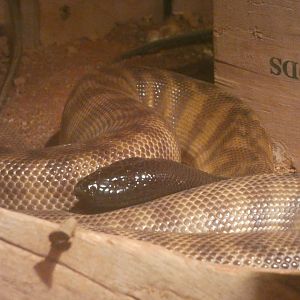 Black-headed Python
