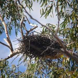 Whistling kite nest