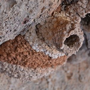 Fairy martin nest showing different soils used.