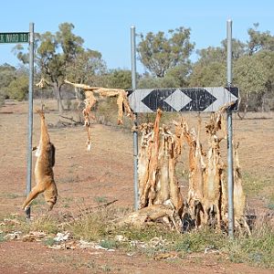 Dingo carcasses .   Left as warning to other dingoes ??