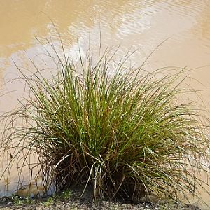 Sword grass.  Has three very sharp edges.