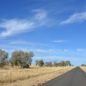 Road through Mitchell grass plains.