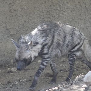 Striped Hyena