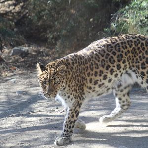 Amur Leopard