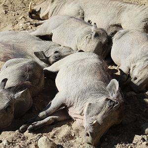 Pile of Pigs