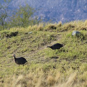 Helmeted Guineafowl