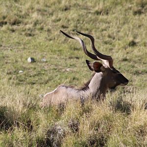 Greater Kudu