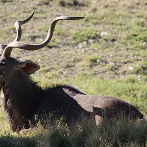 Greater Kudu