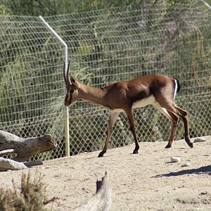 Cuvier's Gazelle