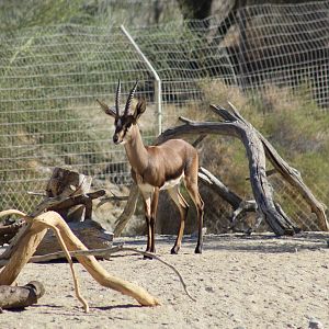 Cuvier's Gazelle