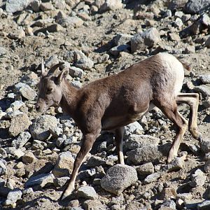 Desert Bighorn Sheep