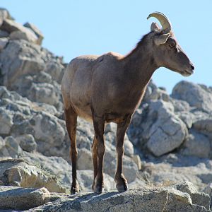 Desert Bighorn Sheep