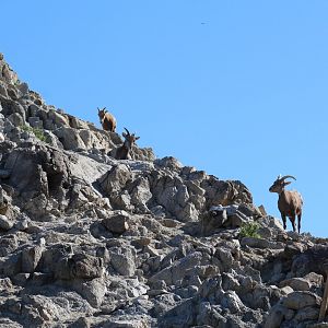 Desert Bighorn Sheep