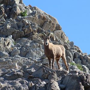 Desert Bighorn Sheep