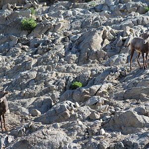 Desert Bighorn Sheep