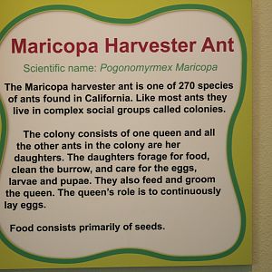 Harvester Ant Signage