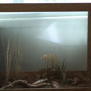 Harvester Ant Enclosure