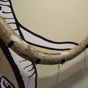 Mammoth Tusk