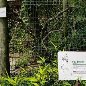 Sun conure and Great currasow signs