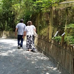 Path from conures to alligators