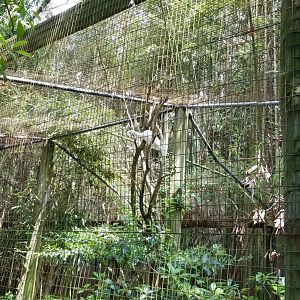 Unlabeled white bird in alligator enclosure