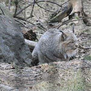 Canada Lynx