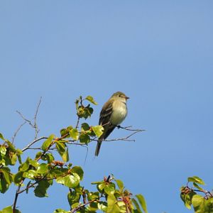 Alder Fly-catcher - Alaska