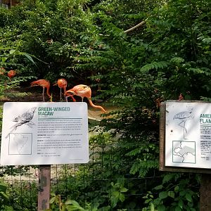 American Flamingo and Green-winged Macaw signs