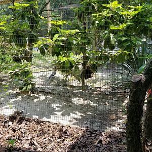 Side of owl enclosure