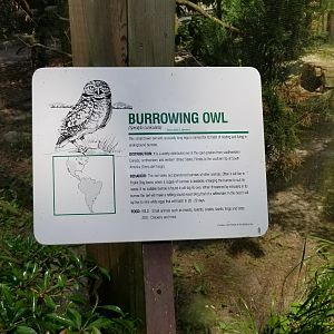 Burrowing owl sign