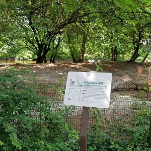 Patagonian cavy sign