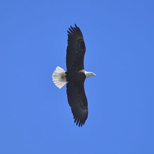 Bald Eagle - Alaska