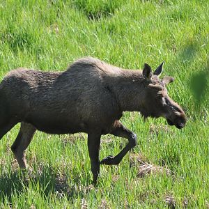 Moose - Alaska