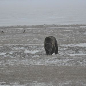 Brown Bear - Alaska