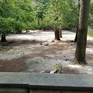 Llama enclosure from boardwalk
