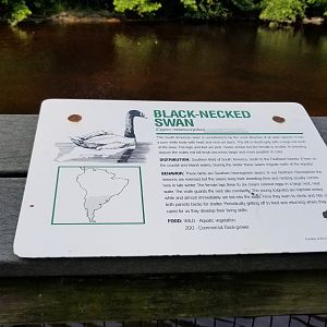 Black-necked swan sign