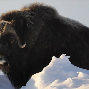 Musk Ox - Alaska