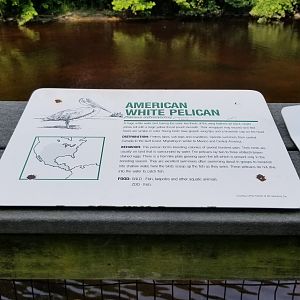 American white pelican sign