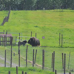 Musk Ox cow and calf