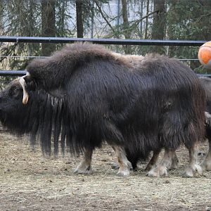 Musk Ox cow and calf