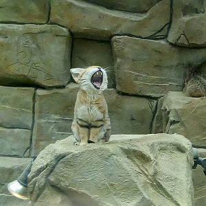 Sand Cat