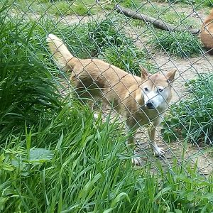 New Guinea Singing Dog