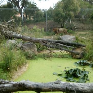 Lion Exhibit