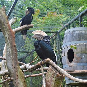 Silvery-cheeked hornbills