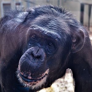 Chimpanzee
