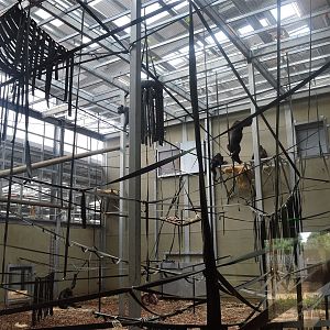 New chimp house